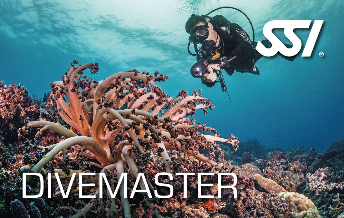 SSI Dive Guide / Divemaster Kurs
