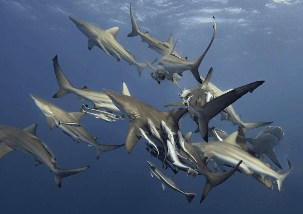 Süd Afrika - Blue Ocean Dive Resort - Aliwal Shoal - Shark Diving (470)