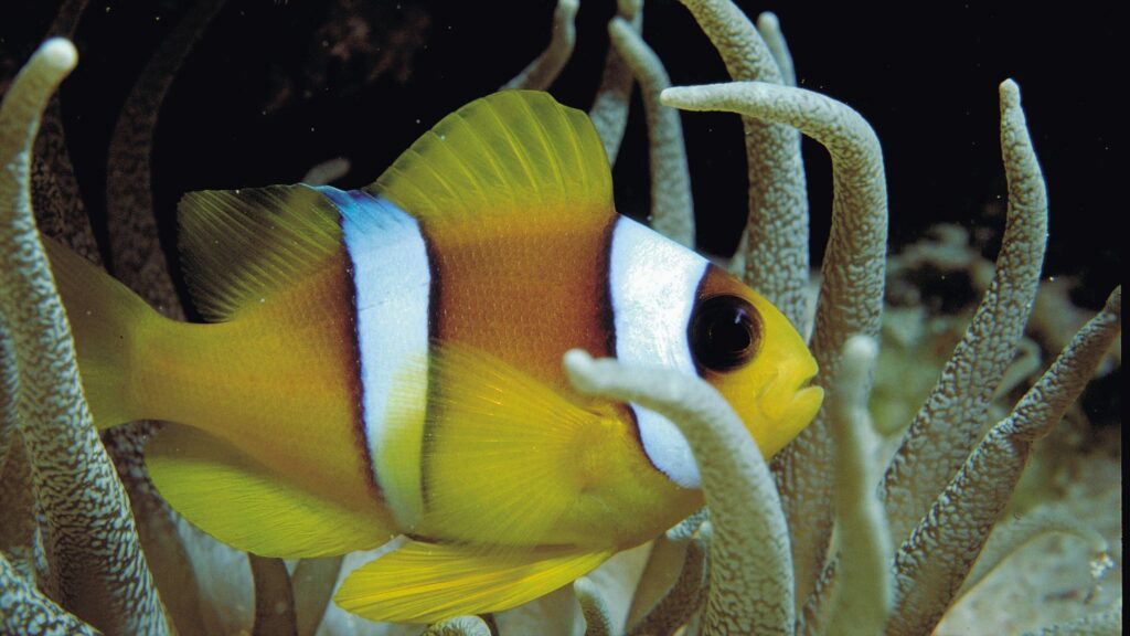 Süd Afrika - Blue Ocean Dive Resort - Aliwal Shoal - Shark Diving (470)