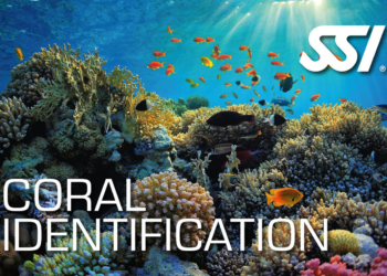 SSI digital Lernkit Coral Identification Kurs