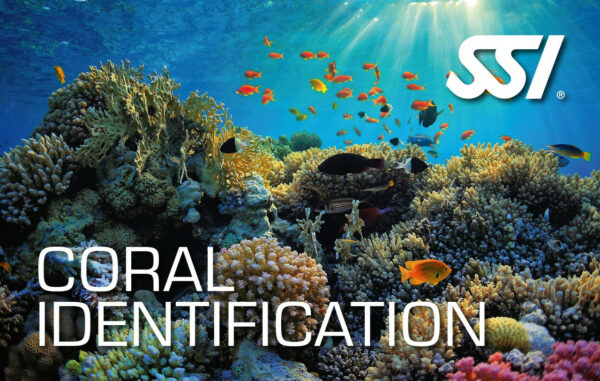 Ecology - Coral Identification
