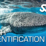 Ecology - Fish Identification