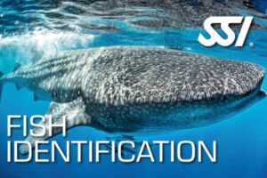 Ecology - Fish Identification