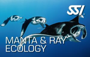 Ecology - Manta Ray Ecology