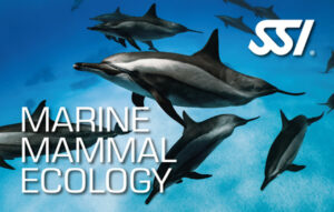 Ecology - Marine Mammal Ecology