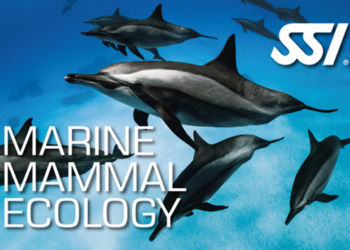 SSI digital Lernkit Marine Mammal Ecology Kurs