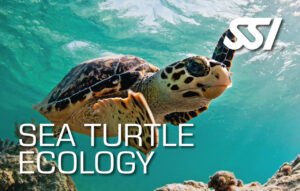 Ecology - Sea Turtle Ecology