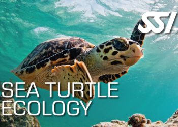 SSI digital Lernkit Sea Turtle Ecology – Meeresschildkröten Kurs